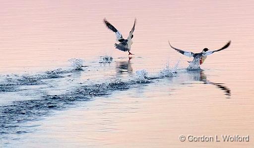 Common Mergansers Taking Flight_02312.jpg - Common Mergansers (Mergus merganser) photographed at sunrise near Lombardy, Ontario, Canada.